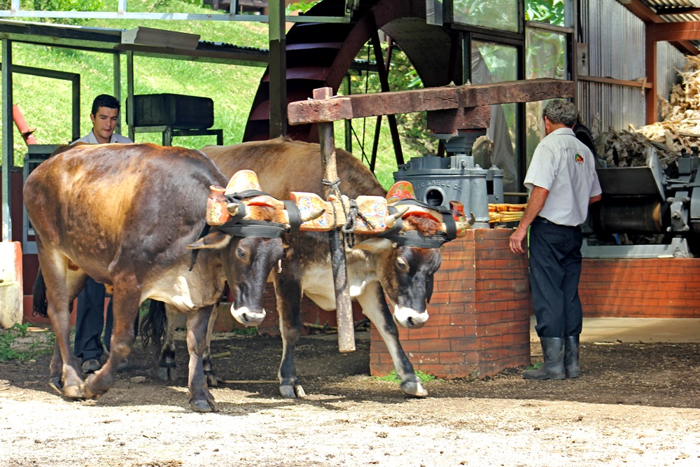 Chocolate, Coffee and Sugar Cane Tour