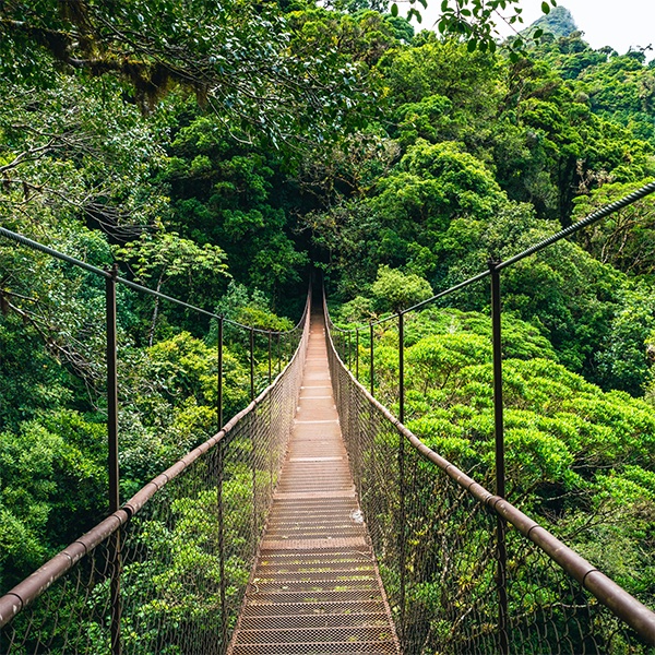 Transfer to Monteverde
