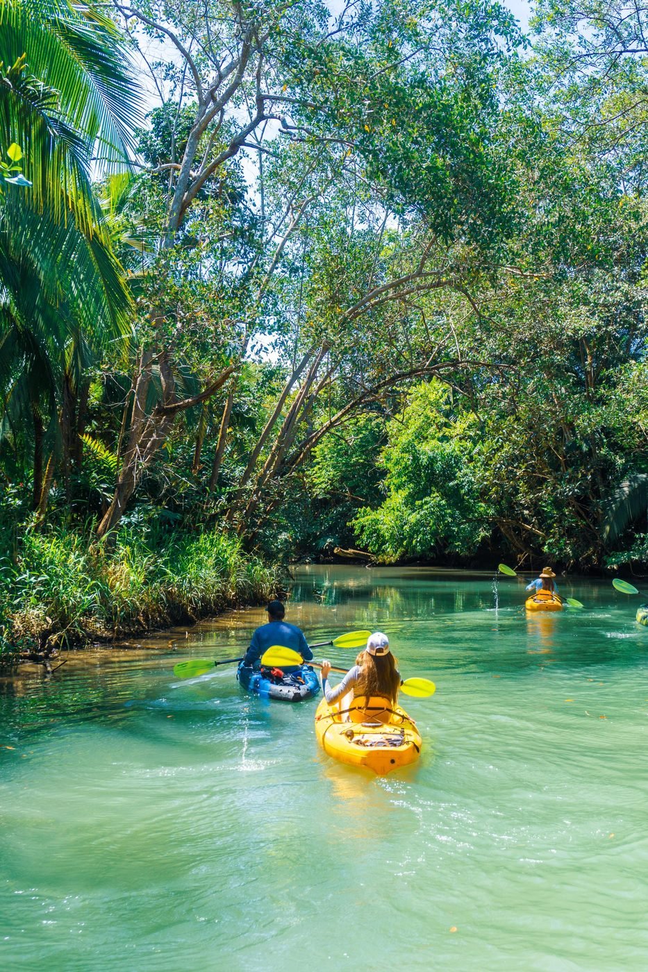 Excursión de un día por los manglares (en barco o kayak)