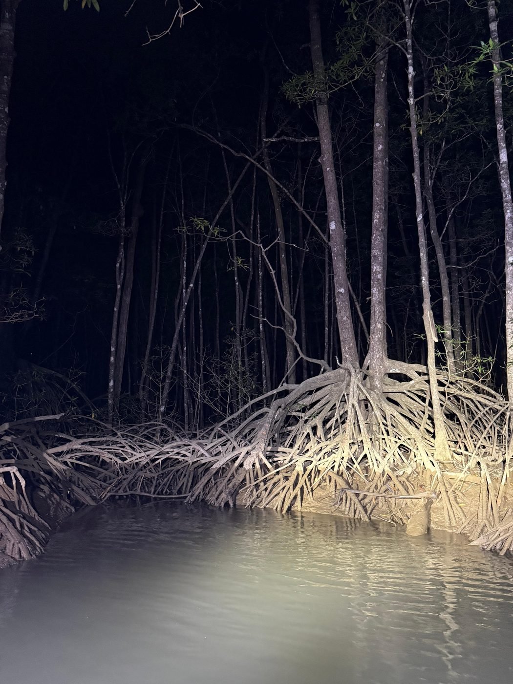 Excursión nocturna en barco por los manglares