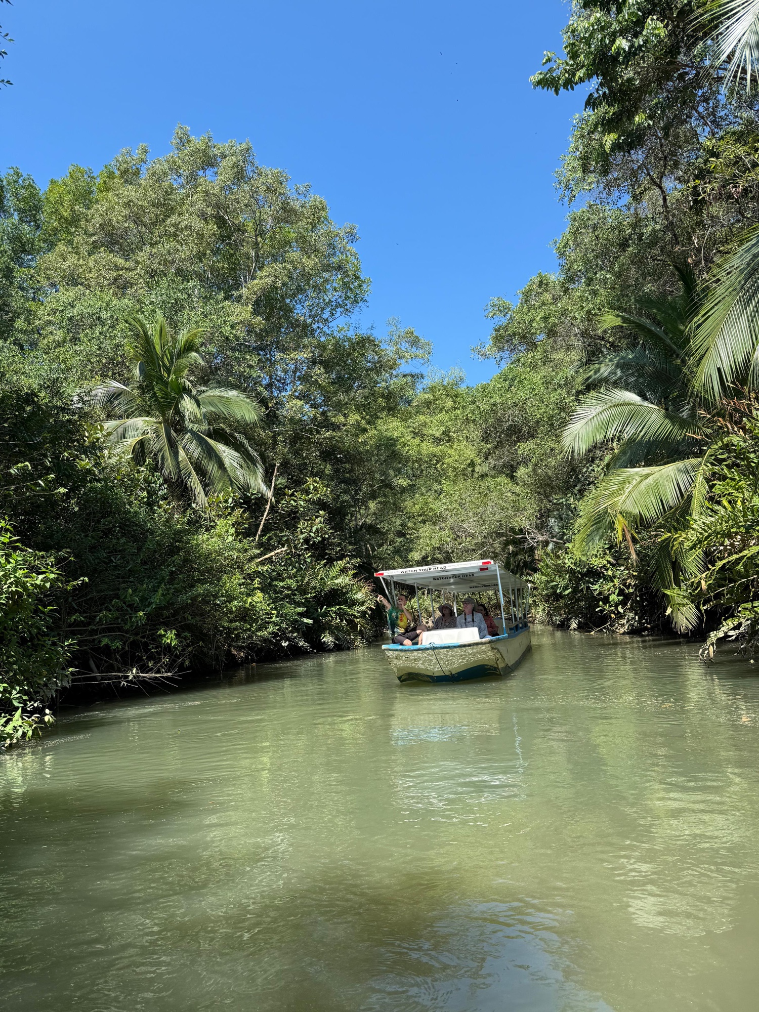 Excursión de un día por los manglares (en barco o kayak)