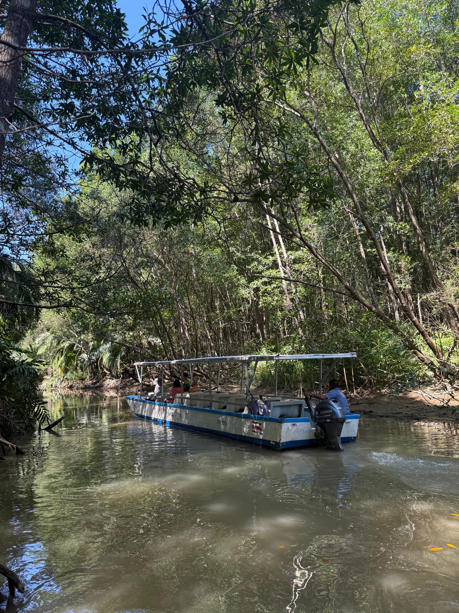 Excursión de un día por los manglares (en barco o kayak)
