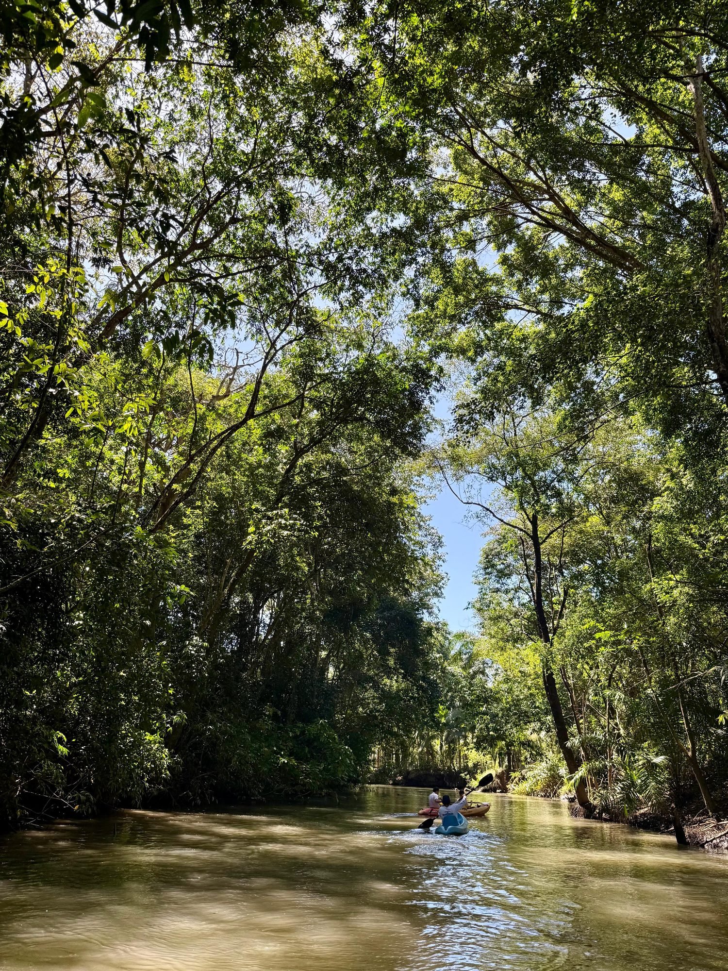 Excursión de un día por los manglares (en barco o kayak)