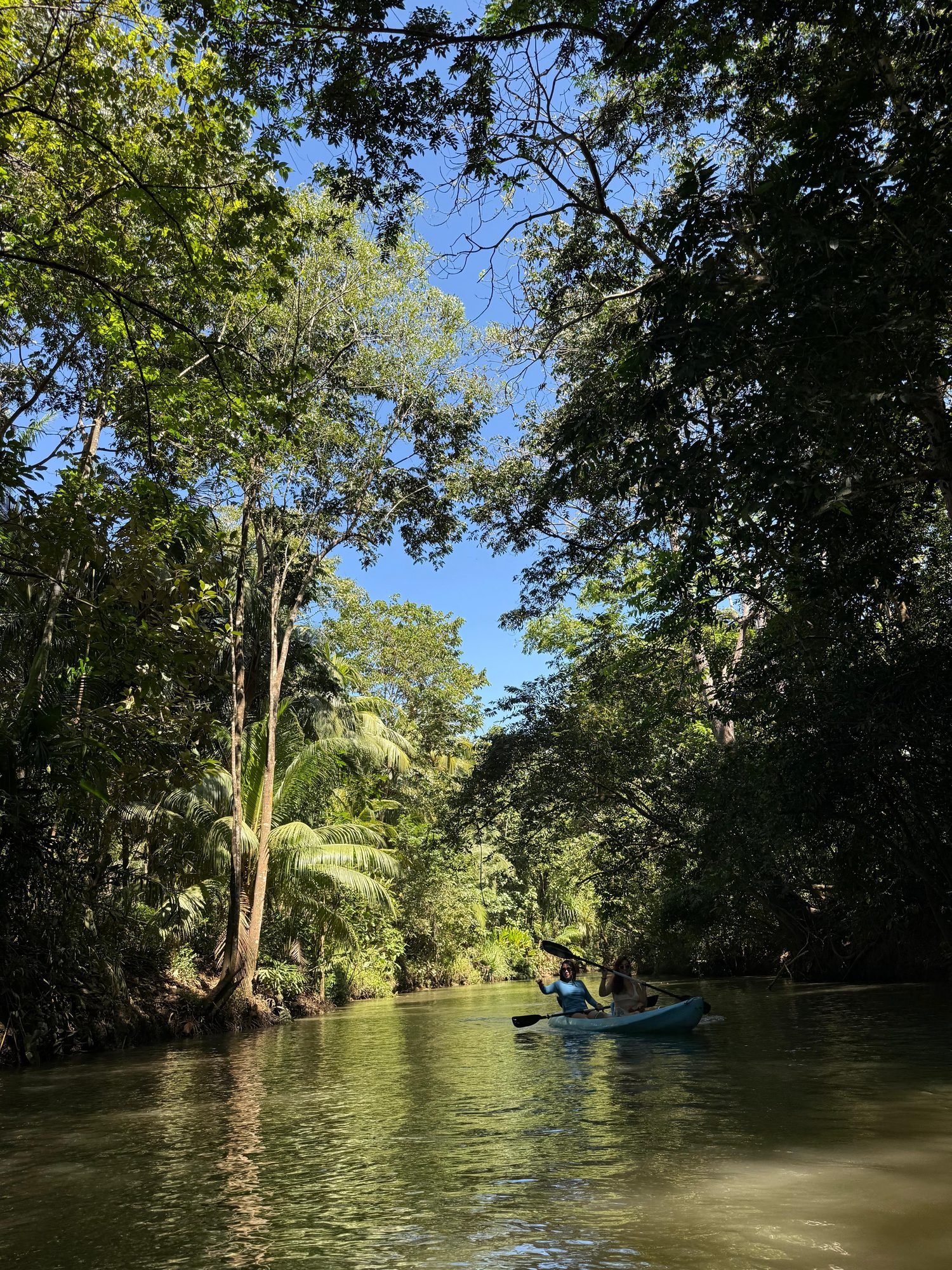 Excursión de un día por los manglares (en barco o kayak)