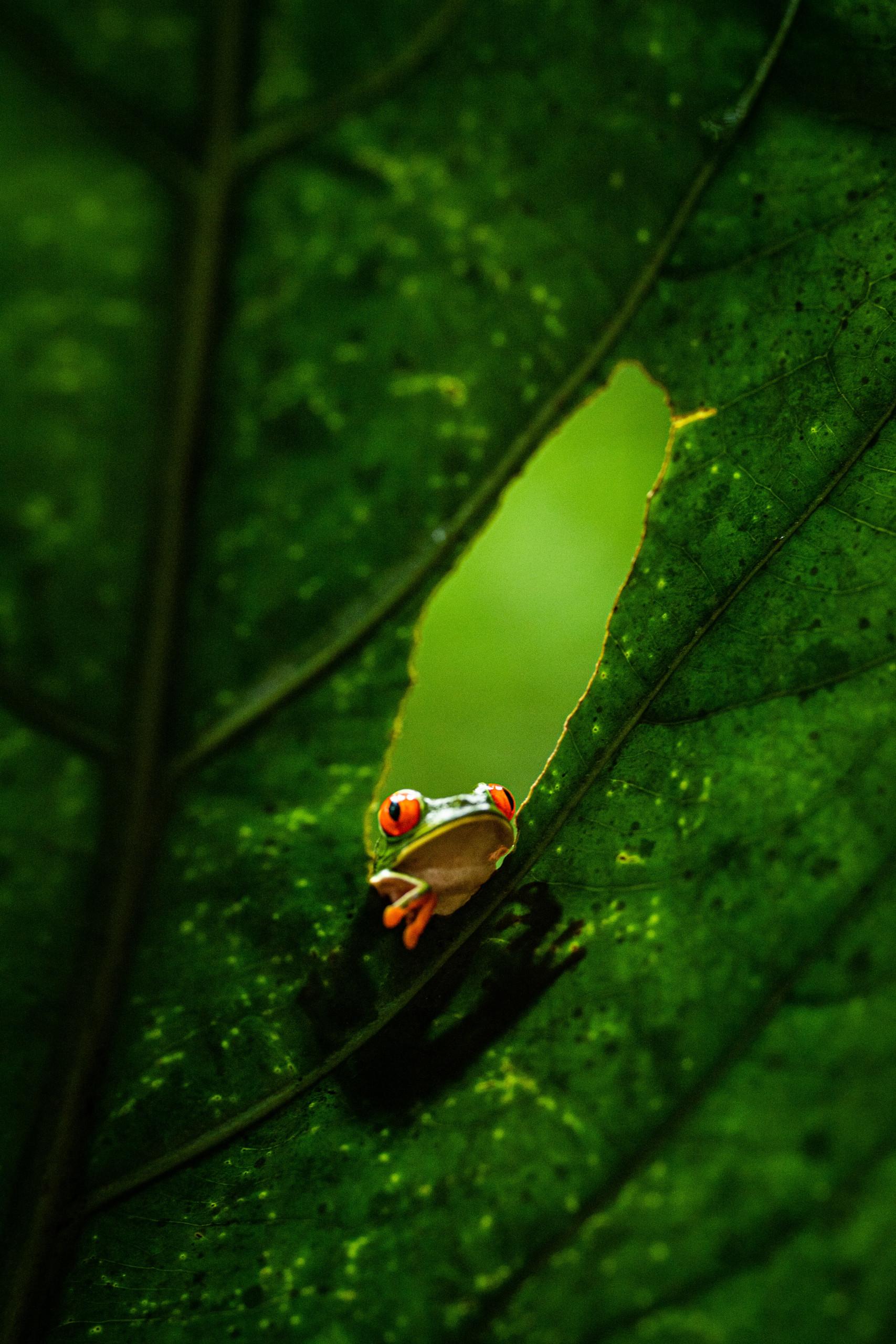 A red-eyed tree frog with prominent red eyes peeks through a hole in a green leaf.