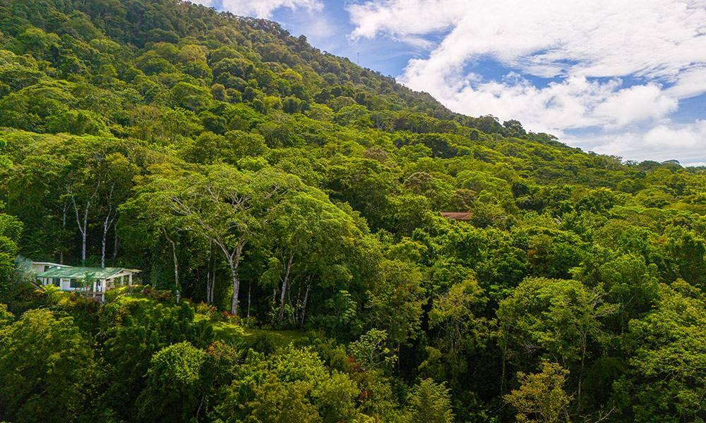 The property is enveloped by a vibrant, dense jungle hillside, offering a secluded retreat within nature.