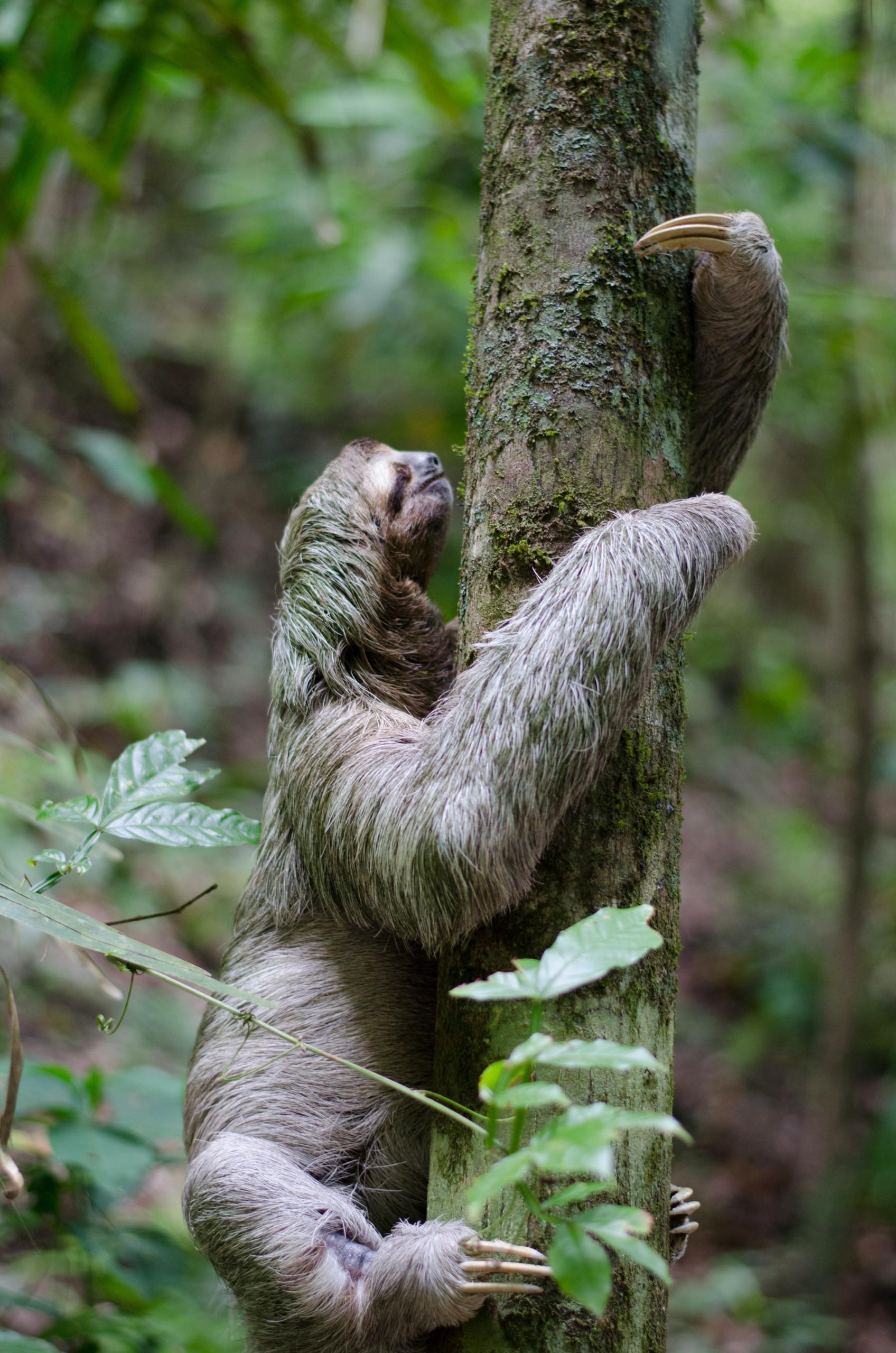 A sloth slowly ascends a mossy tree within the lush, natural jungle environment surrounding the property.