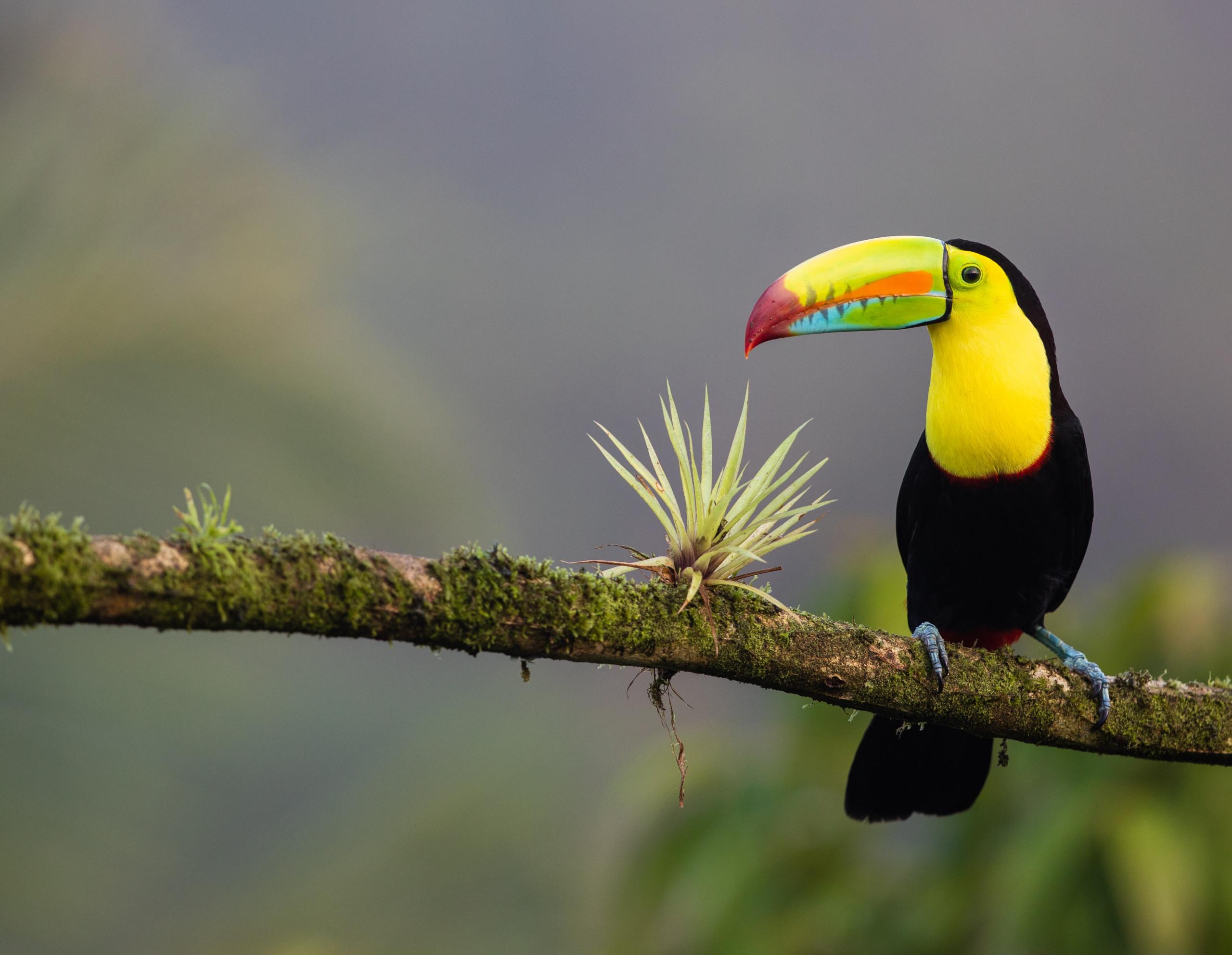 A keel-billed toucan with a distinctive colorful beak perches on a mossy branch amidst the property's natural jungle setting.