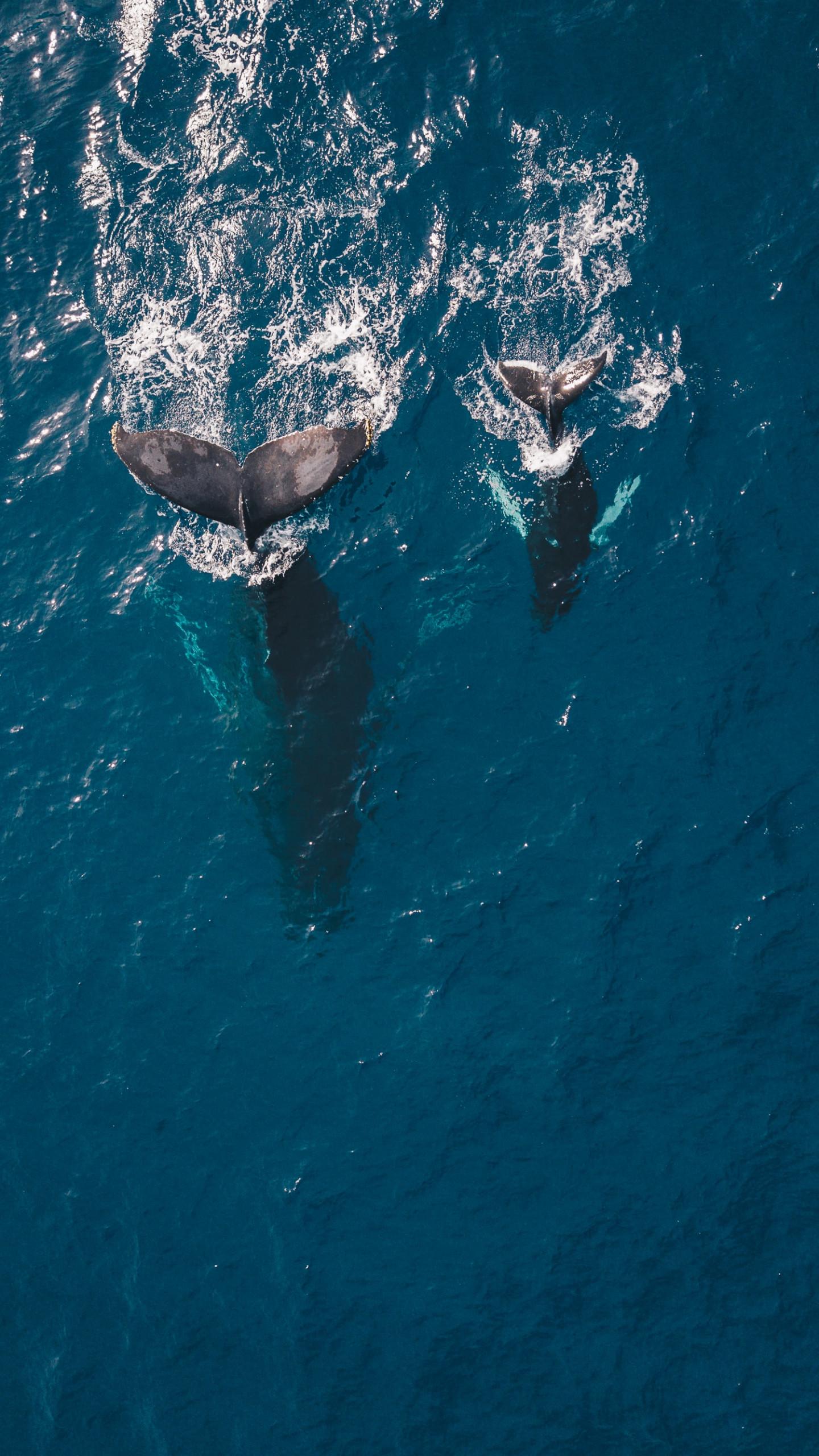 An aerial perspective shows the tails of a large whale and a smaller whale calf emerging from the vibrant blue ocean, leaving trails of white water.