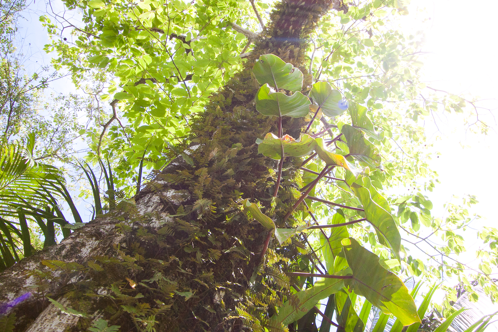 Bali Tree House